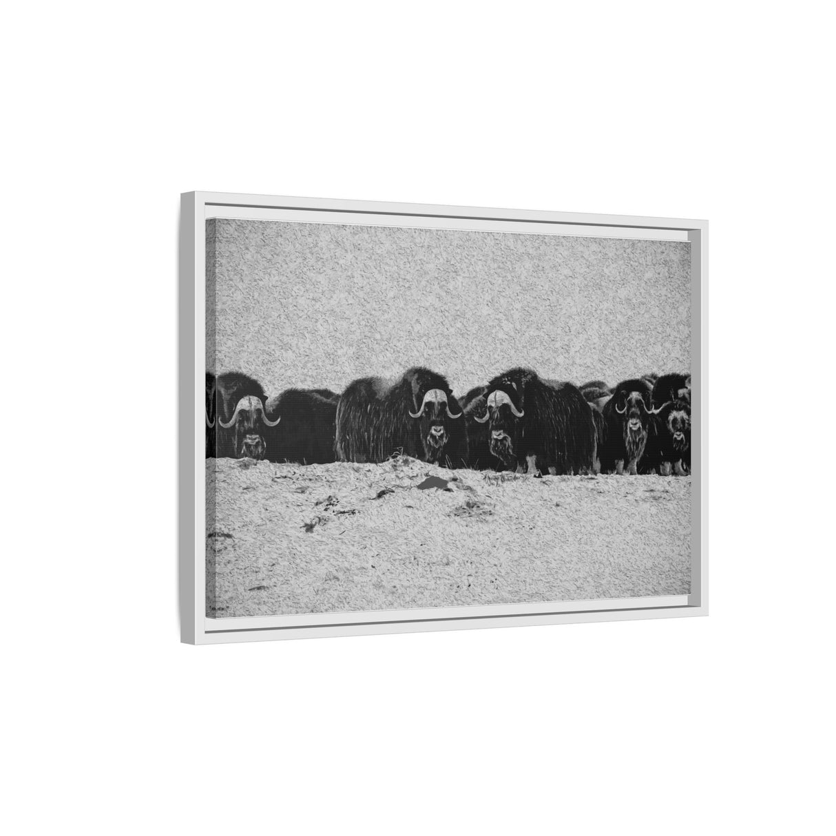 Musk Oxen of the Arctic Tundra, Sirmilik National Park