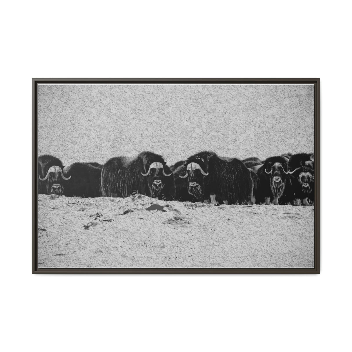 Musk Oxen of the Arctic Tundra, Sirmilik National Park