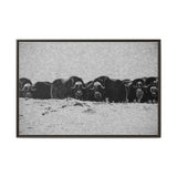 Musk Oxen of the Arctic Tundra, Sirmilik National Park