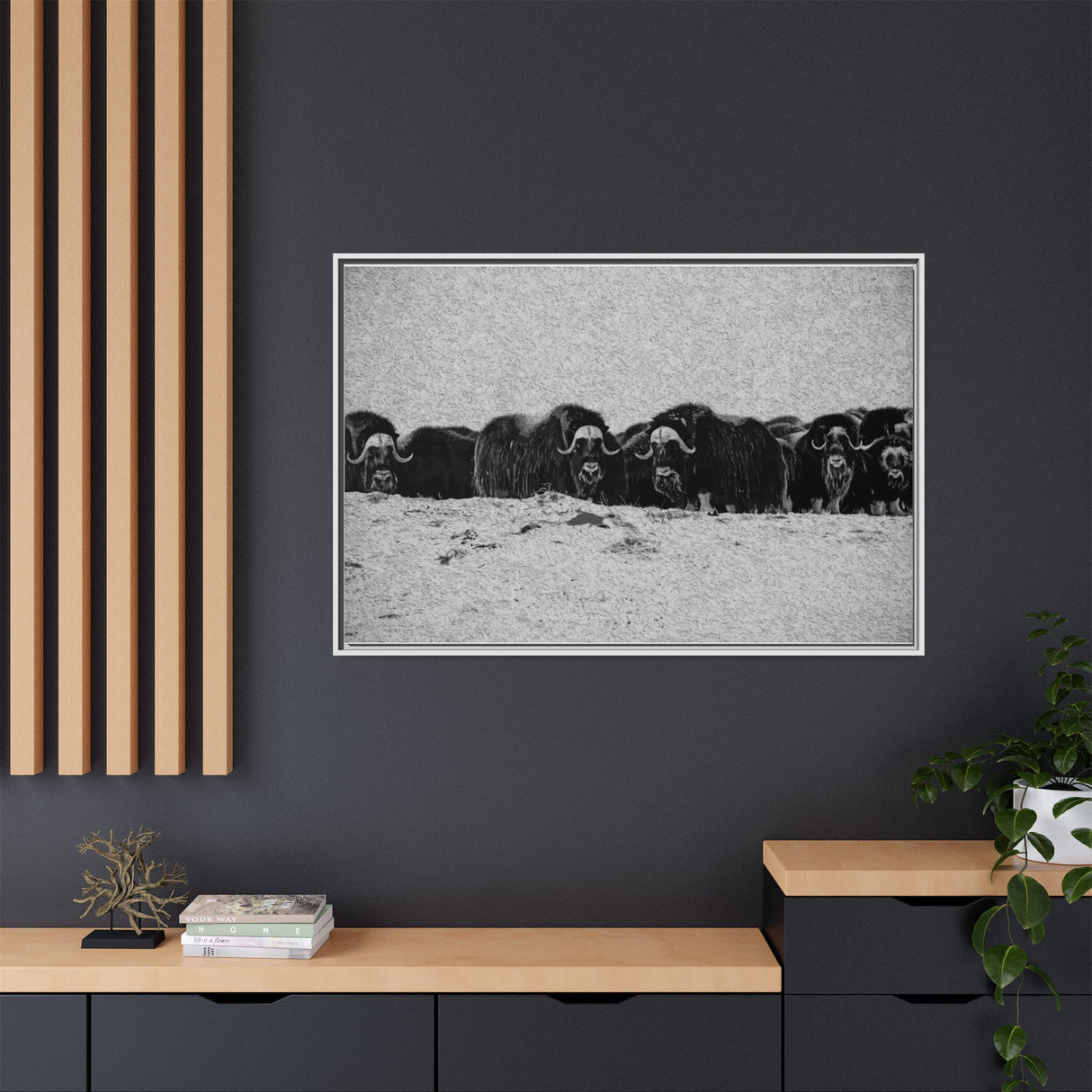 Musk Oxen of the Arctic Tundra, Sirmilik National Park