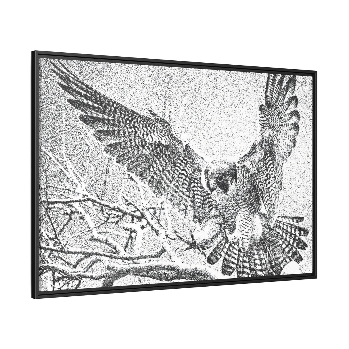 Peregrine Falcon in Flight, Tuktut Nogait National Park