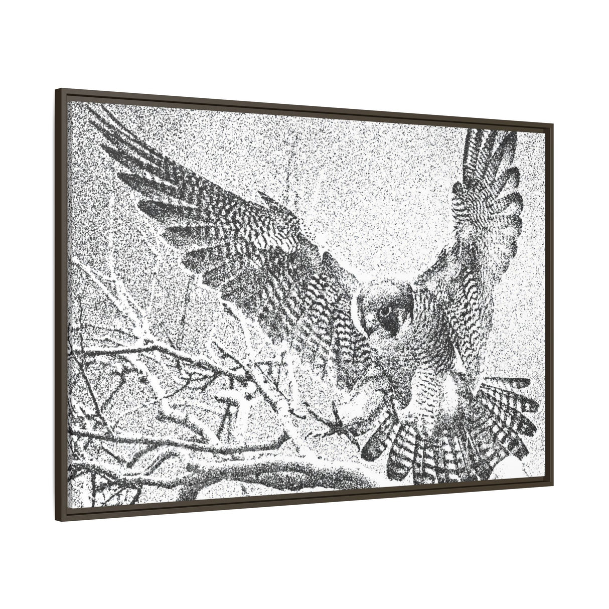 Peregrine Falcon in Flight, Tuktut Nogait National Park