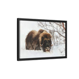 Muskox in Winter Silence, Aulavik National Park