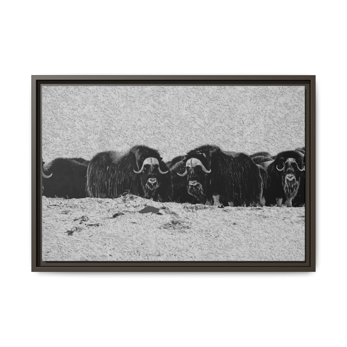 Musk Oxen in Winter