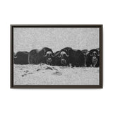 Musk Oxen in Winter
