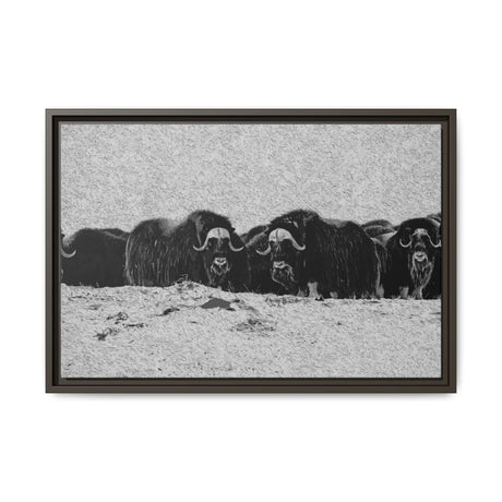 Musk Oxen in Winter