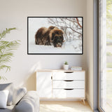 Muskox in Winter Silence, Aulavik National Park