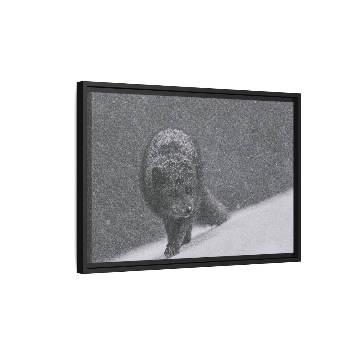 Arctic Fox in Snowfall, Quttinirpaaq National Park