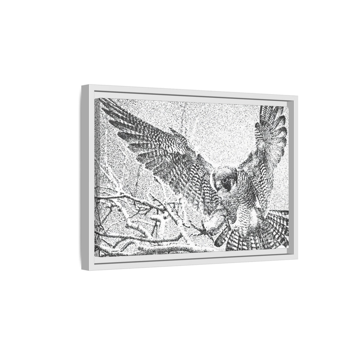 Peregrine Falcon in Flight, Tuktut Nogait National Park