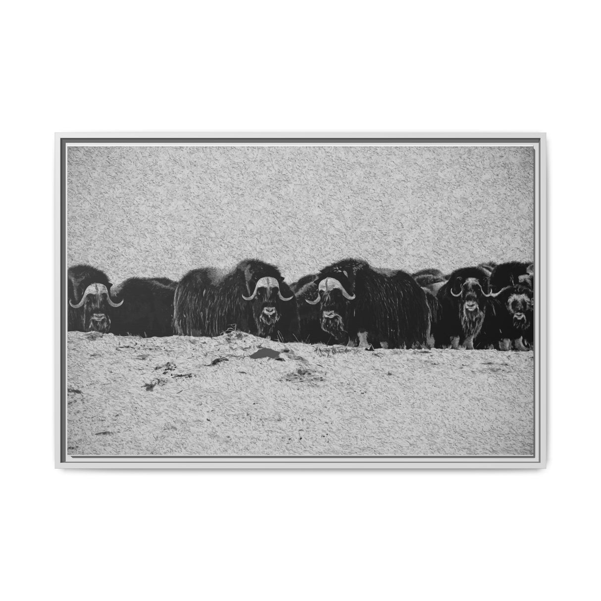 Musk Oxen of the Arctic Tundra, Sirmilik National Park
