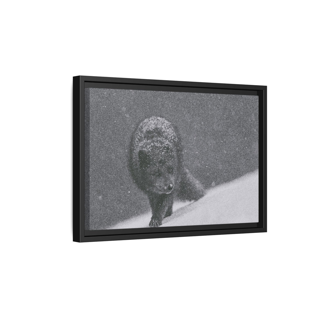 Arctic Fox in Snowfall, Quttinirpaaq National Park
