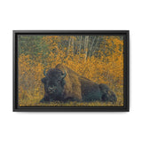 Resting Bison in Autumn, Wood Buffalo National Park