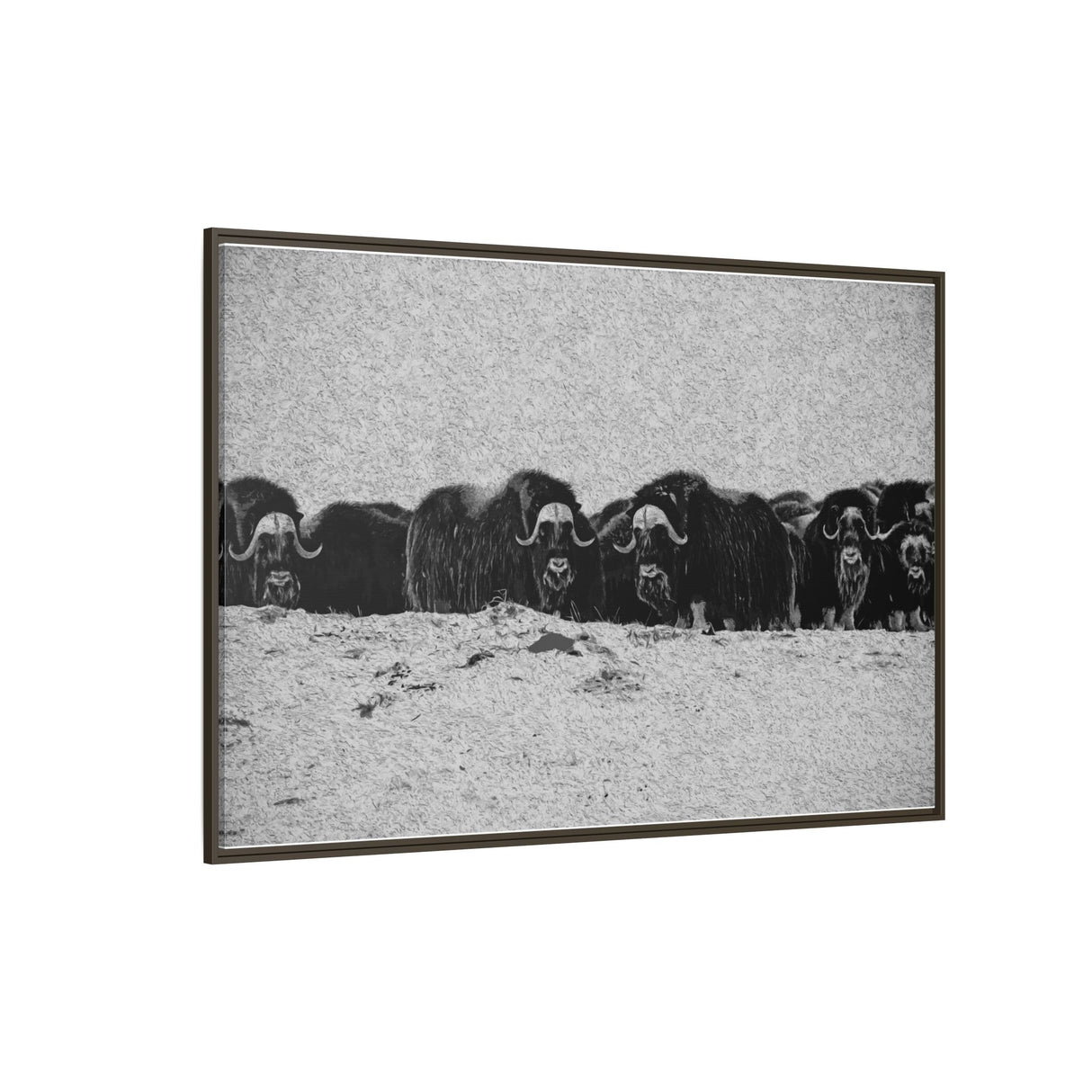Musk Oxen of the Arctic Tundra, Sirmilik National Park