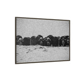 Musk Oxen of the Arctic Tundra, Sirmilik National Park