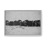 Musk Oxen of the Arctic Tundra, Sirmilik National Park