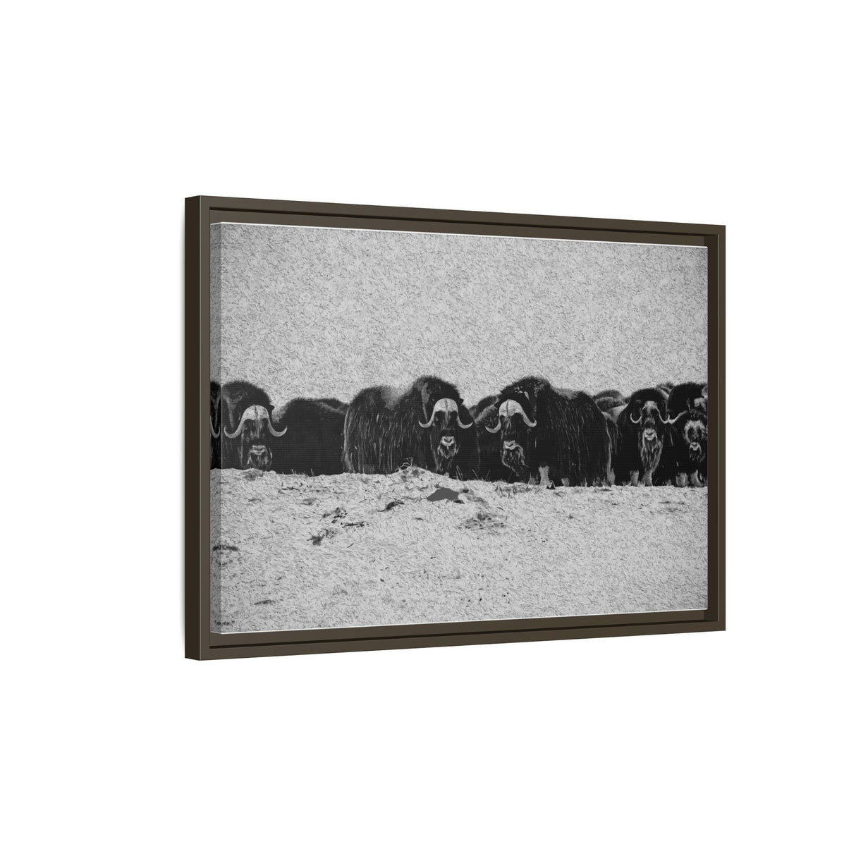 Musk Oxen of the Arctic Tundra, Sirmilik National Park