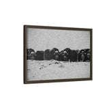 Musk Oxen of the Arctic Tundra, Sirmilik National Park