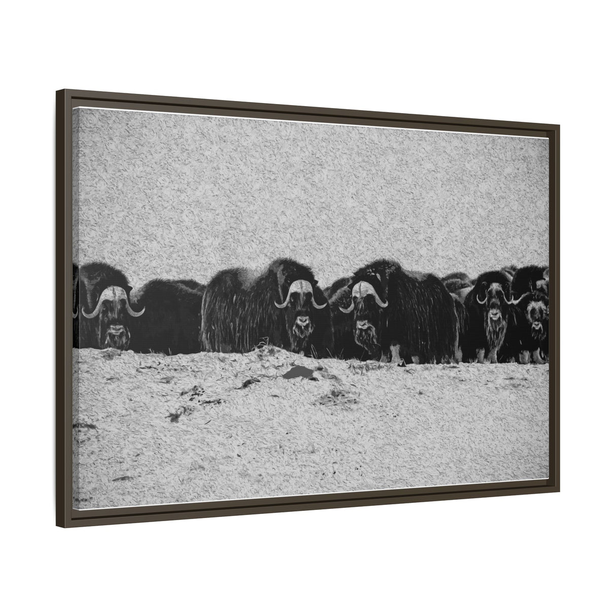 Musk Oxen of the Arctic Tundra, Sirmilik National Park