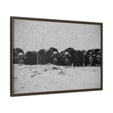 Musk Oxen of the Arctic Tundra, Sirmilik National Park