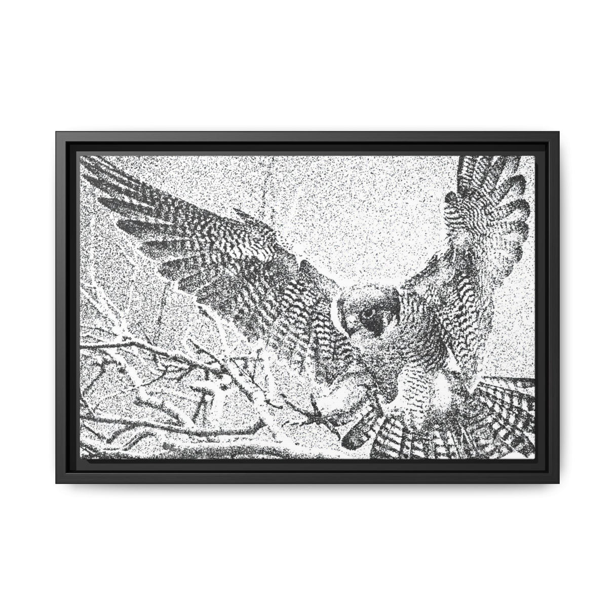 Peregrine Falcon in Flight, Tuktut Nogait National Park