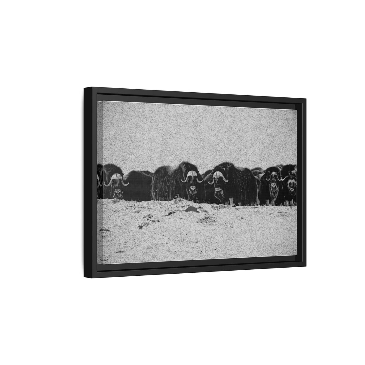 Musk Oxen of the Arctic Tundra, Sirmilik National Park