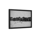 Musk Oxen of the Arctic Tundra, Sirmilik National Park