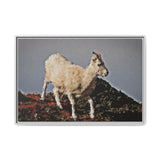 Dall’s Sheep on Rocky Ridge, Nááts'įhch'oh National Park