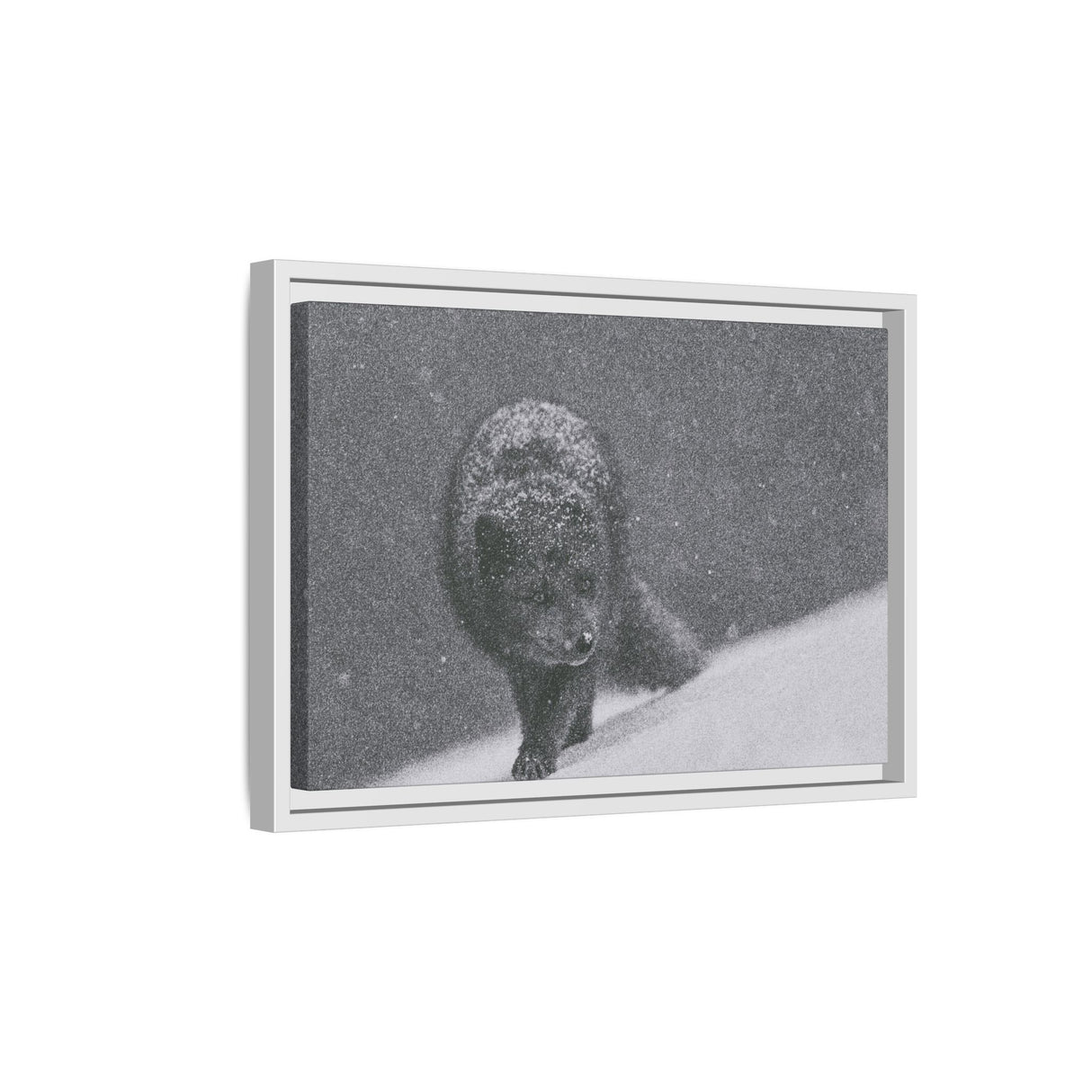 Arctic Fox in Snowfall, Quttinirpaaq National Park