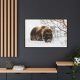 Muskox in Winter Silence, Aulavik National Park