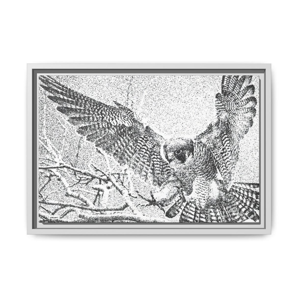 Peregrine Falcon in Flight, Tuktut Nogait National Park
