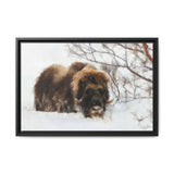 Muskox in Winter Silence, Aulavik National Park