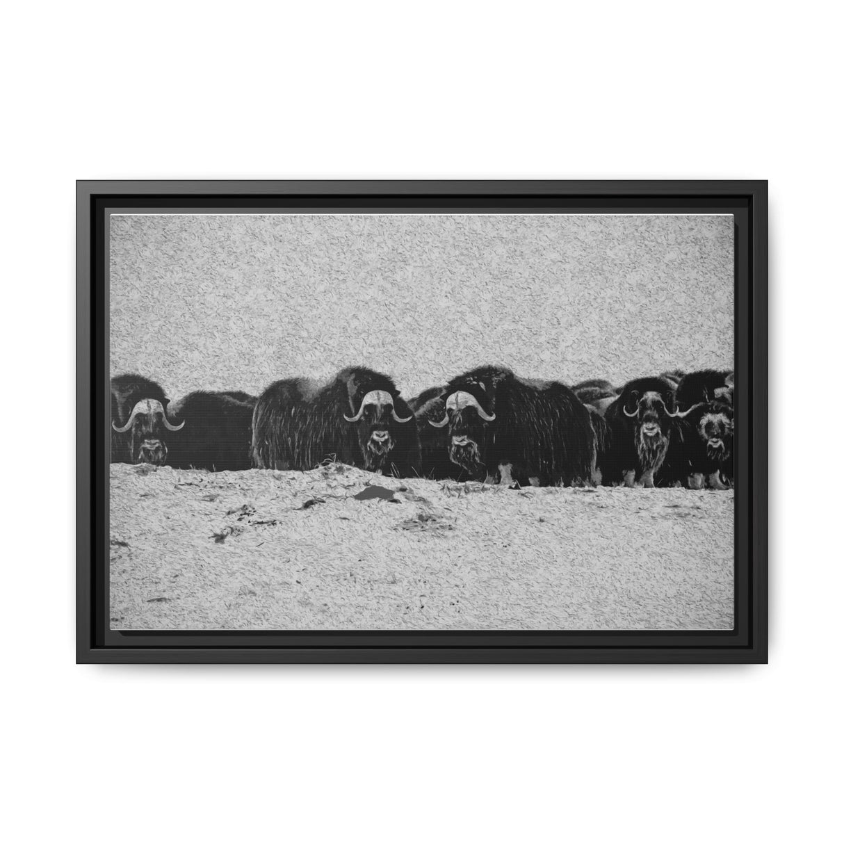 Musk Oxen of the Arctic Tundra, Sirmilik National Park