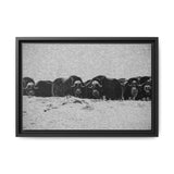 Musk Oxen of the Arctic Tundra, Sirmilik National Park