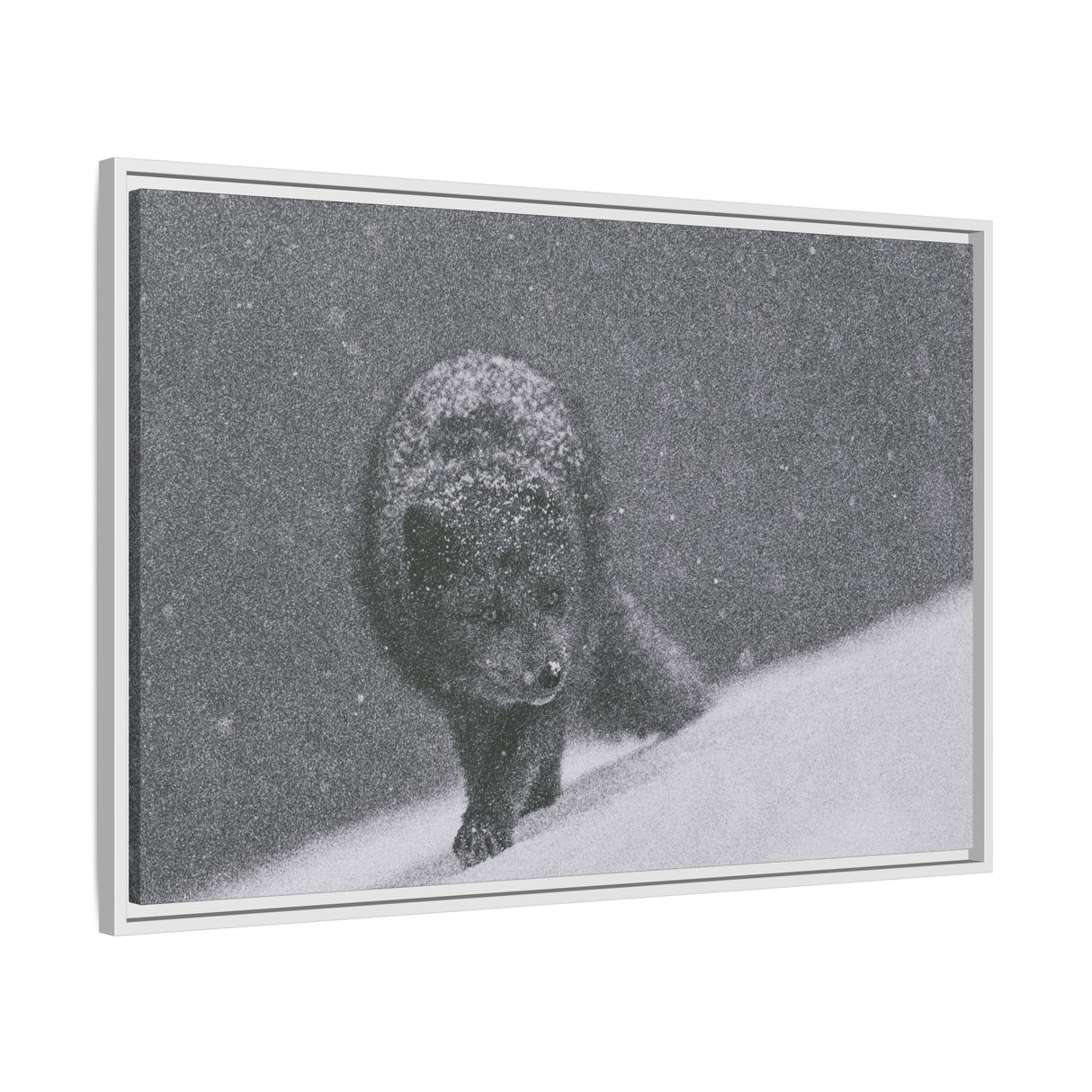 Arctic Fox in Snowfall, Quttinirpaaq National Park