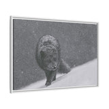 Arctic Fox in Snowfall, Quttinirpaaq National Park