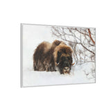 Muskox in Winter Silence, Aulavik National Park