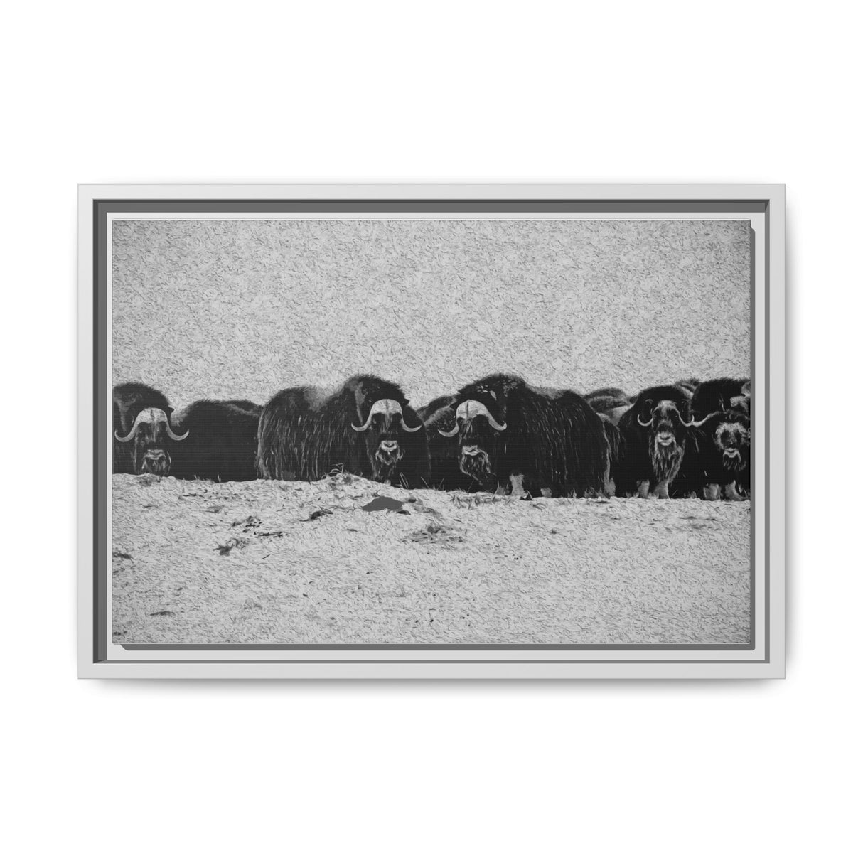 Musk Oxen of the Arctic Tundra, Sirmilik National Park