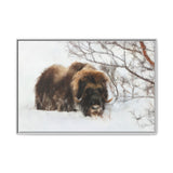 Muskox in Winter Silence, Aulavik National Park