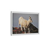 Dall’s Sheep on Rocky Ridge, Nááts'įhch'oh National Park