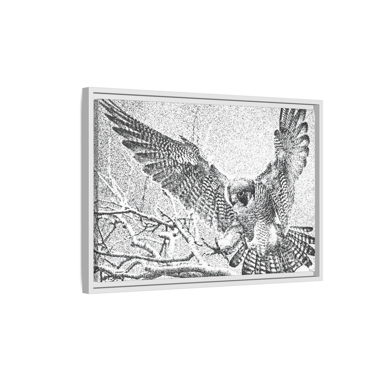 Peregrine Falcon in Flight, Tuktut Nogait National Park