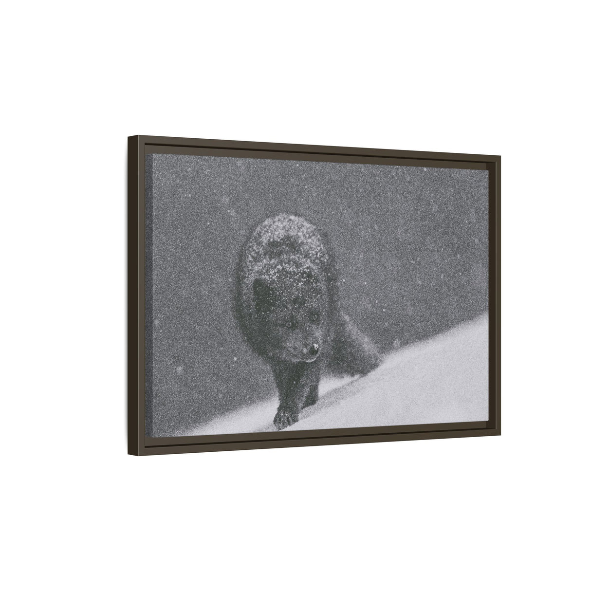Arctic Fox in Snowfall, Quttinirpaaq National Park
