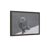 Arctic Fox in Snowfall, Quttinirpaaq National Park