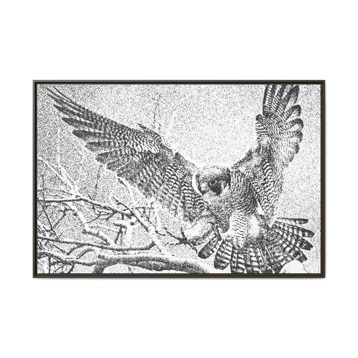 Peregrine Falcon in Flight, Tuktut Nogait National Park