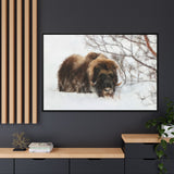 Muskox in Winter Silence, Aulavik National Park