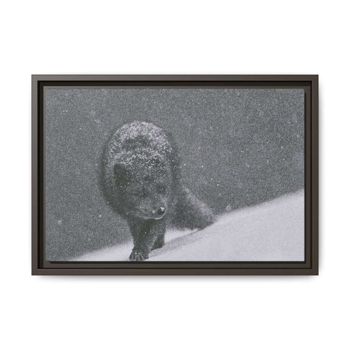 Arctic Fox in Snowfall, Quttinirpaaq National Park