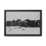 Musk Oxen in Winter