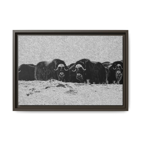Musk Oxen in Winter