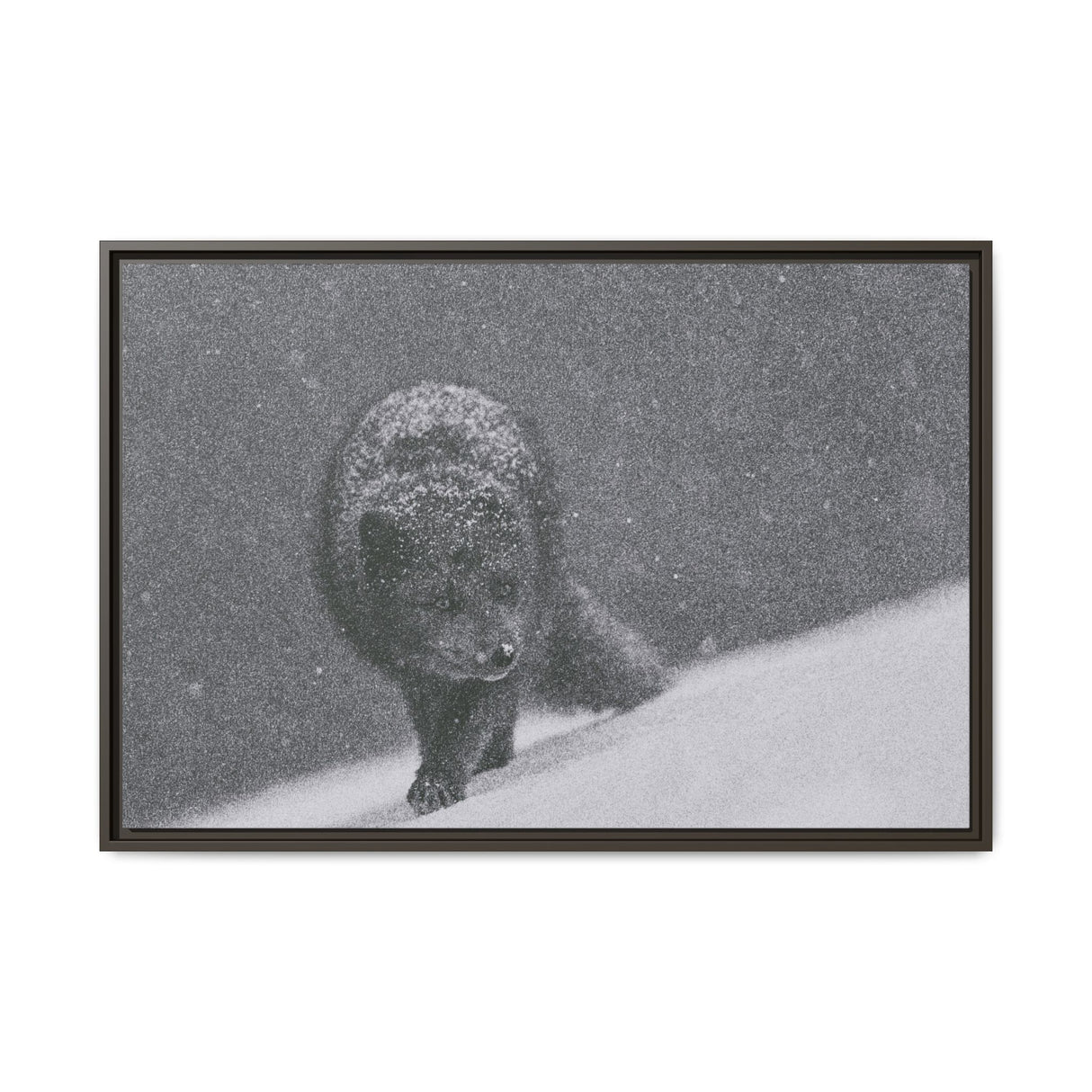 Arctic Fox in Snowfall, Quttinirpaaq National Park