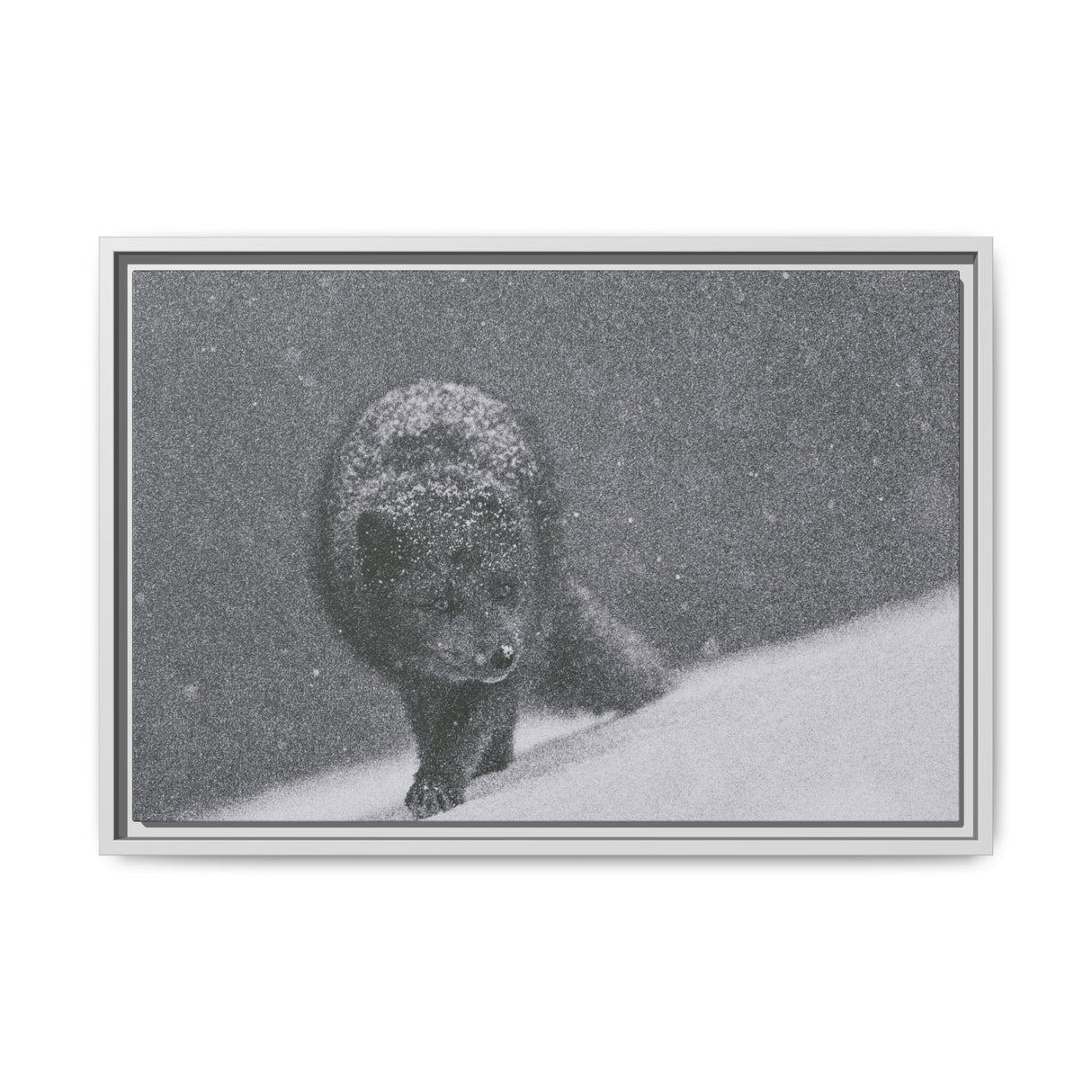 Arctic Fox in Snowfall, Quttinirpaaq National Park