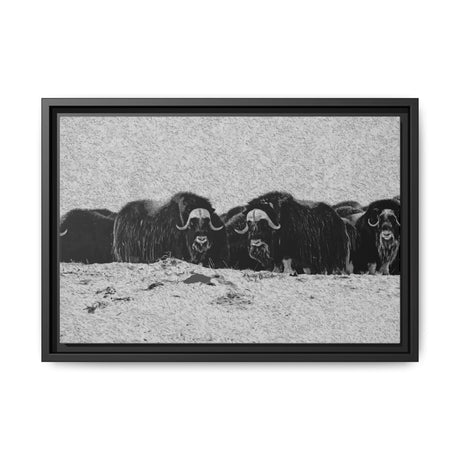 Musk Oxen in Winter